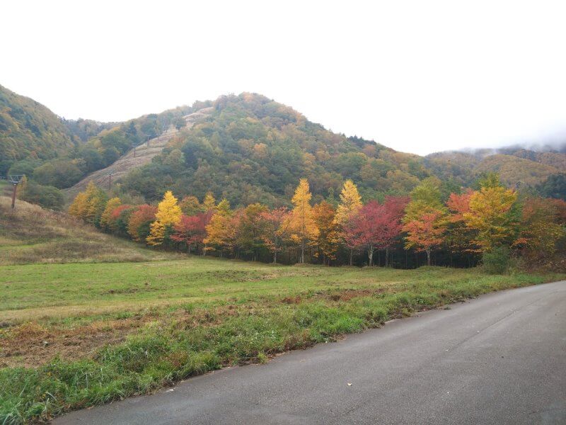 🍁2024年平湯温泉の紅葉状況　10/19現在🎑